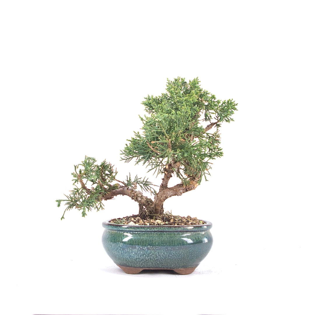 Chinesischer Wacholder 'Juniperus chinensis kyushu'